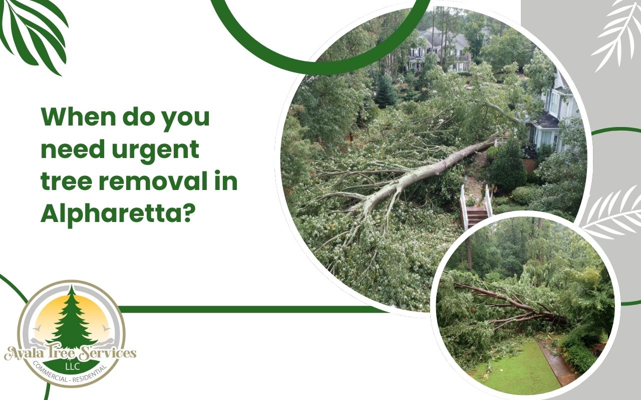 Urgent tree removal in Alpharetta after severe storm damage near a home