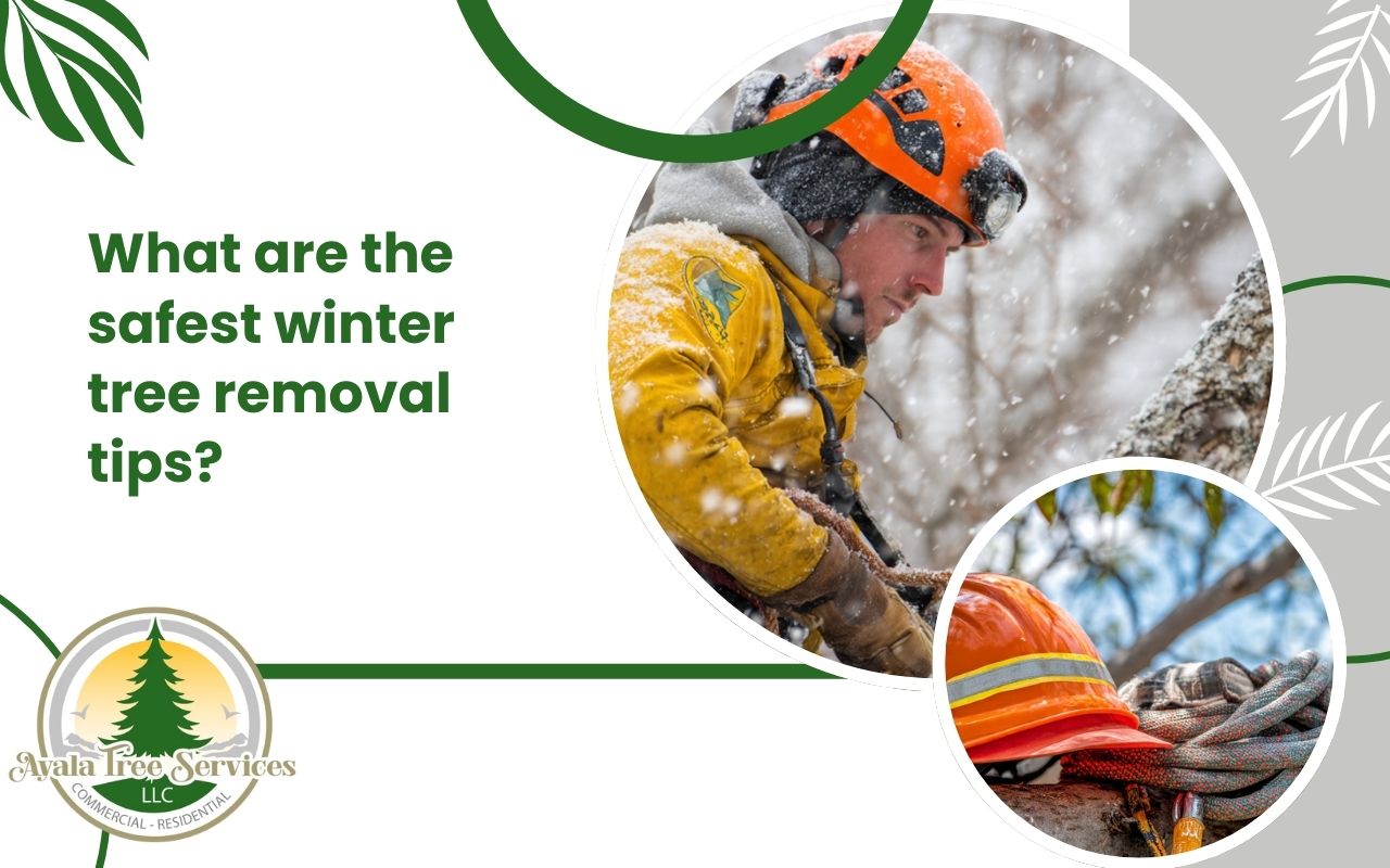 Icy branch hazards to watch for during winter tree removal safety tips