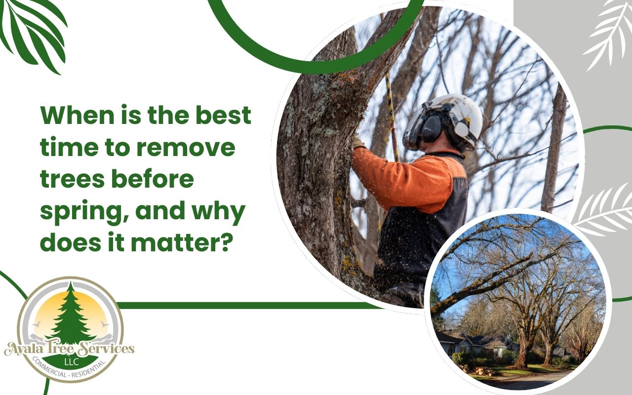 Best time to remove trees before spring during the dormant season