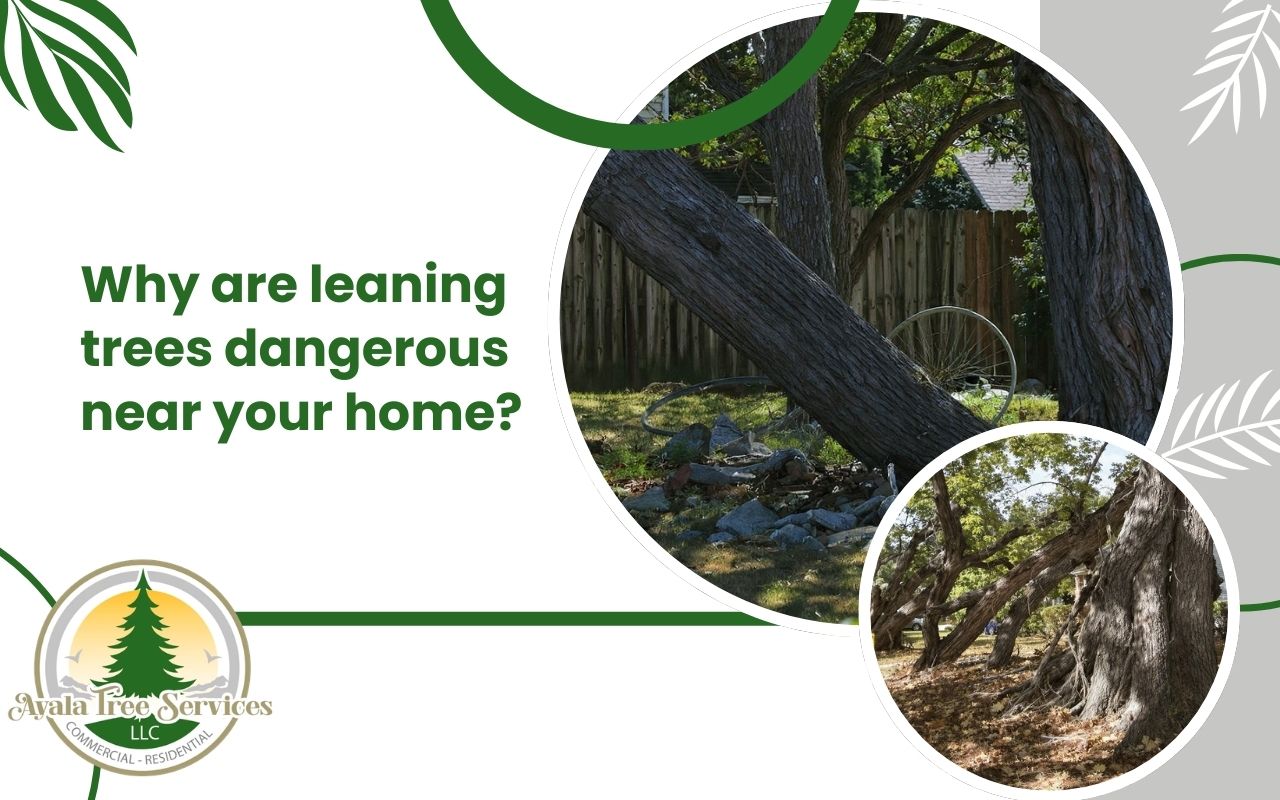 Are leaning trees dangerous? Warning signs near a home