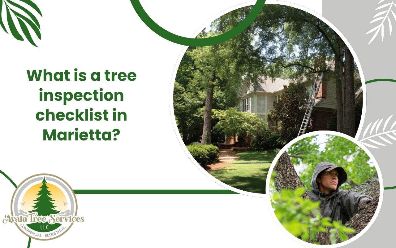 Rot detection sign during a tree inspection checklist in Marietta