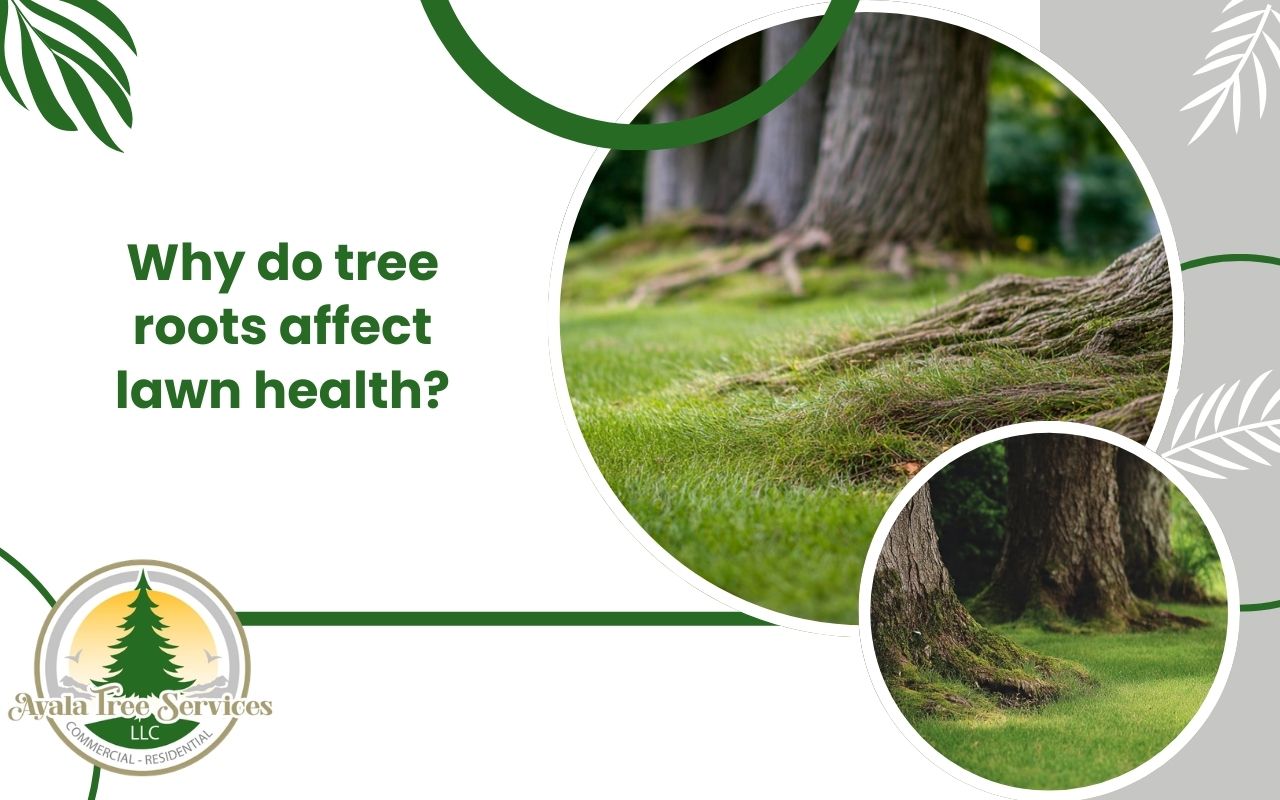 Aeration and mulch improving tree roots and lawn health around mature trees