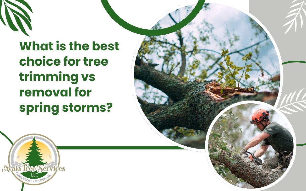 Weak limb risks to review during tree trimming vs removal for spring storms