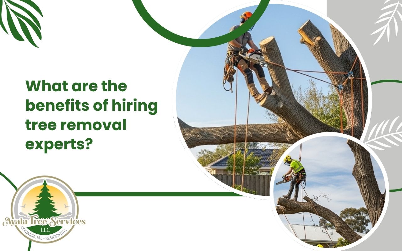 benefits of hiring tree removal experts with a safety guarantee