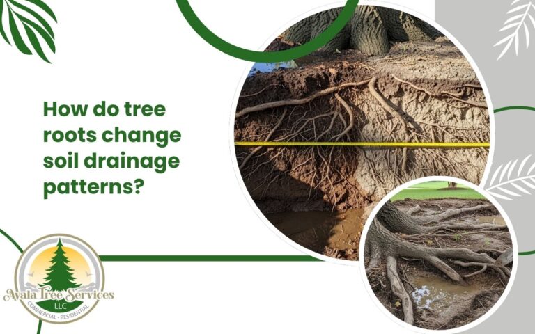 How Tree Roots Affect Soil Drainage | Ayala Tree Services