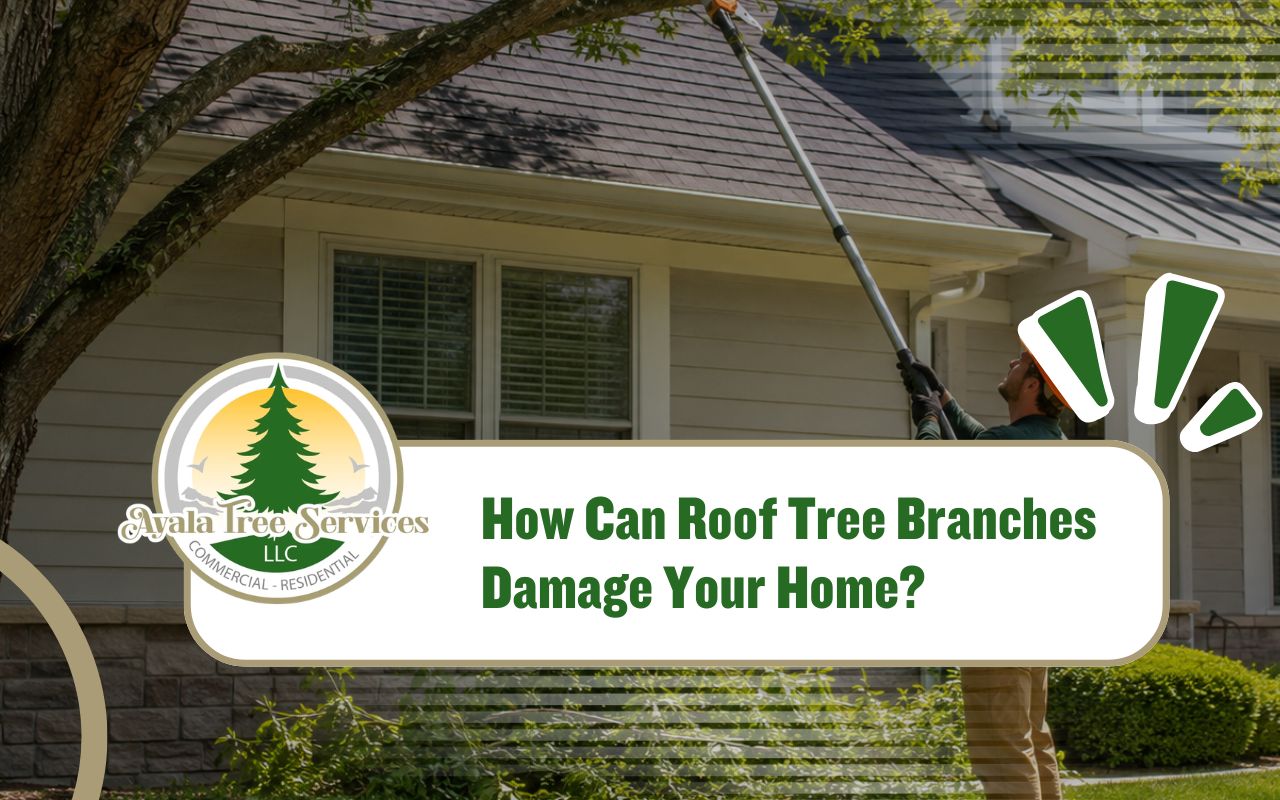 Roof tree branches trimmed safely near a home
