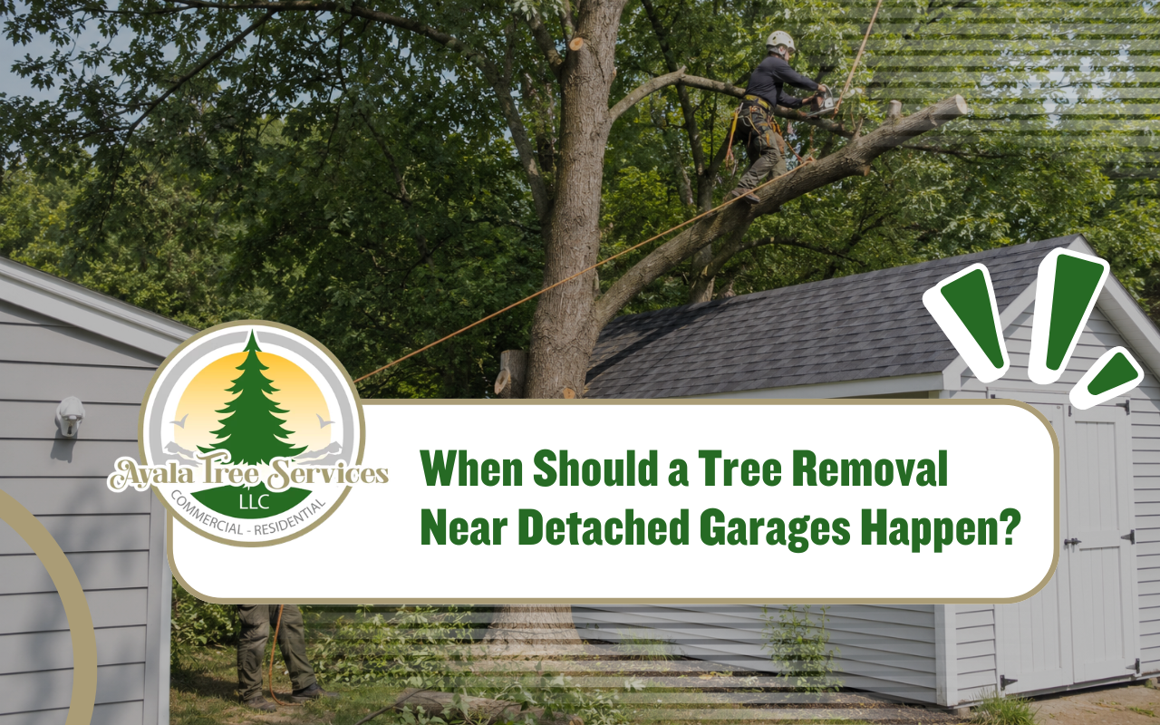 tree removal near detached garages protecting a storage building