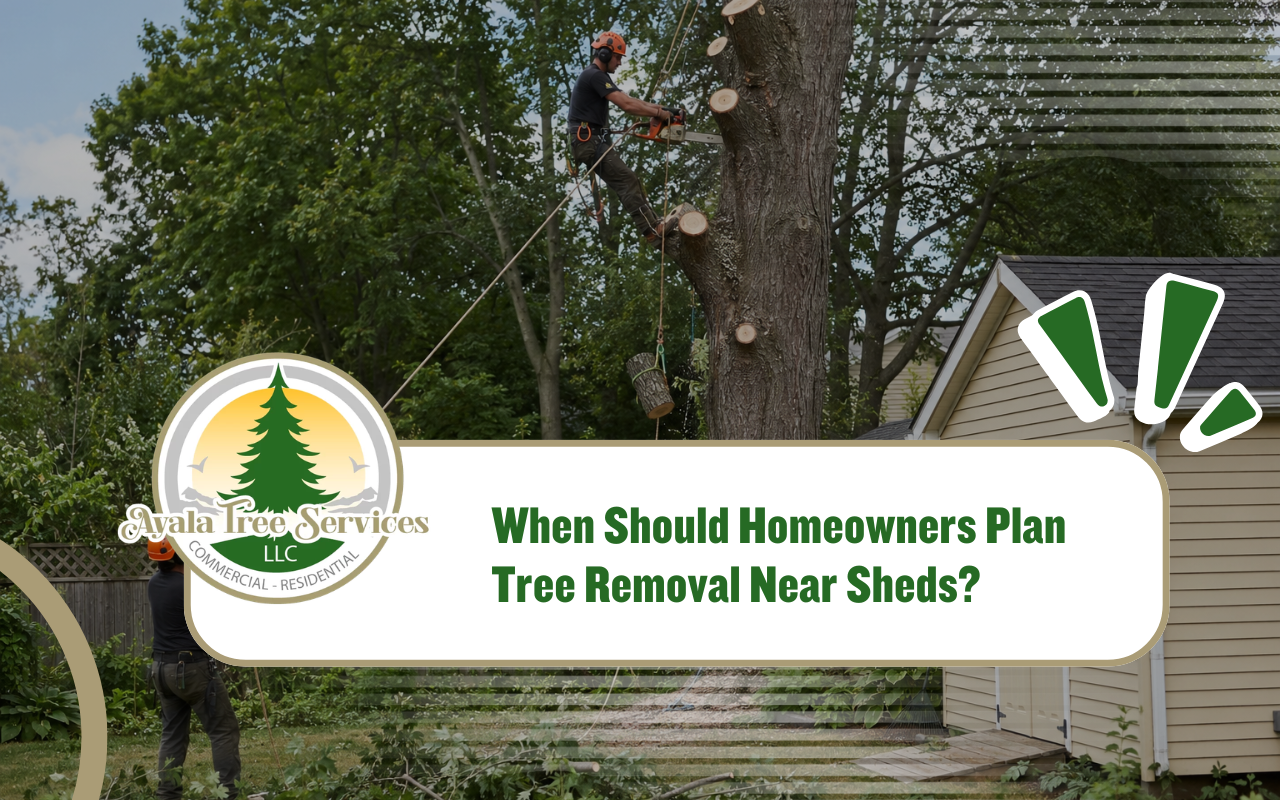 tree removal near sheds to protect a backyard storage area