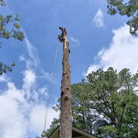 Ayalatreeservices_gallery_28_07_2026_3