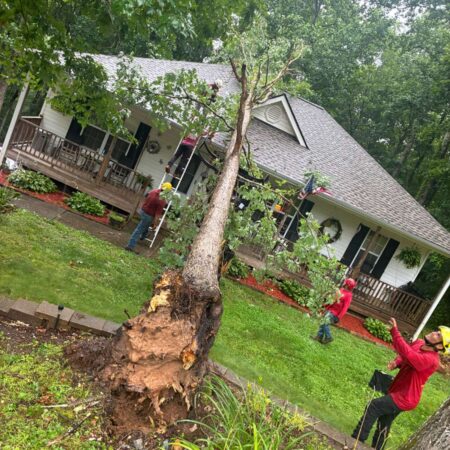 Ayalatreeservices_gallery_28_07_2026_6