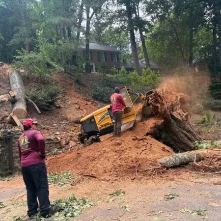 recent-project-ayala-tree-service-12