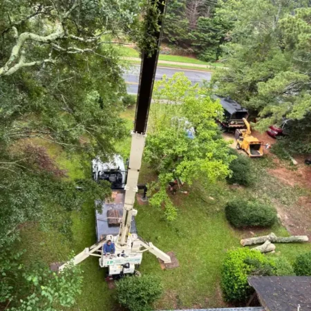 recent-project-ayala-tree-service-13
