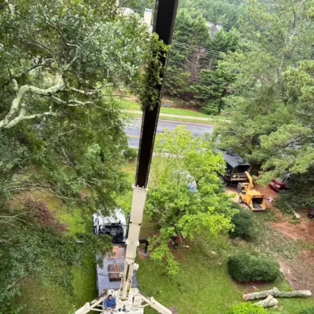 recent-project-ayala-tree-service-14