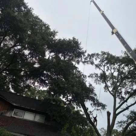 recent-project-ayala-tree-service-15