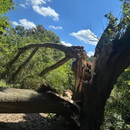 recent-project-ayala-tree-service-16