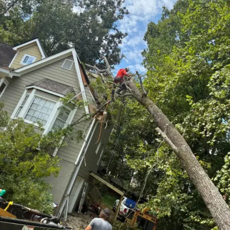 Recent project ayala tree service 17