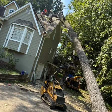 recent-project-ayala-tree-service-18