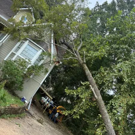 recent-project-ayala-tree-service-19