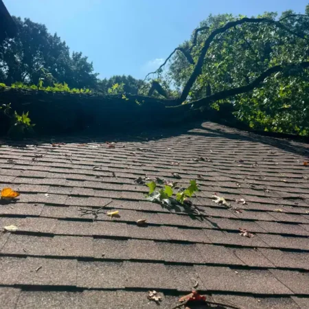 recent-project-ayala-tree-service-2
