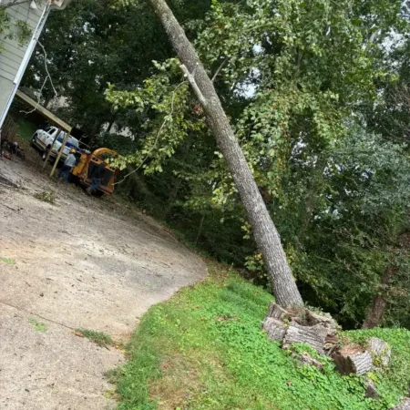 recent-project-ayala-tree-service-20