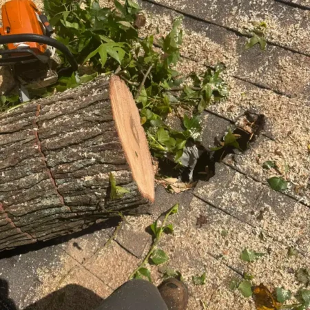 recent-project-ayala-tree-service-4