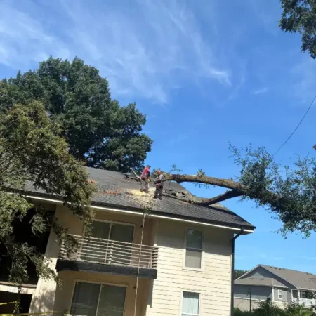 recent-project-ayala-tree-service-6