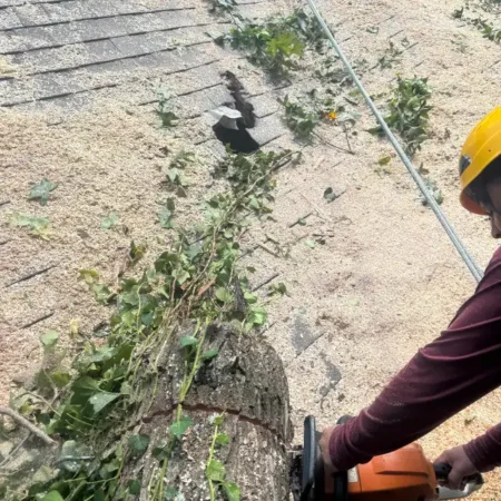 recent-project-ayala-tree-service-7