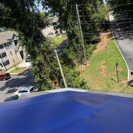 recent-project-ayala-tree-service-8