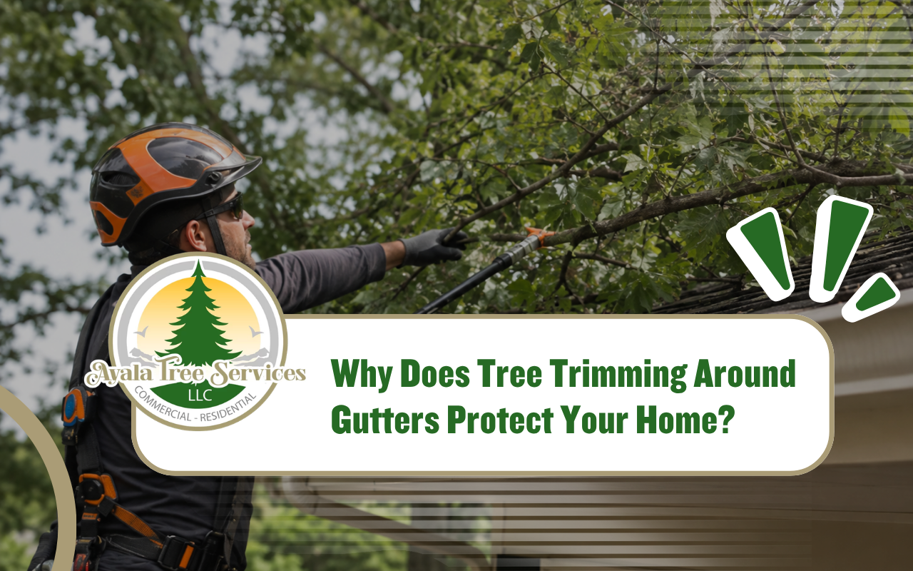 Tree trimming around gutters to protect a home roof
