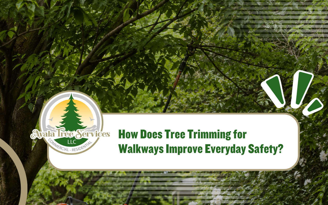 Tree trimming for walkways creating a clear pedestrian path