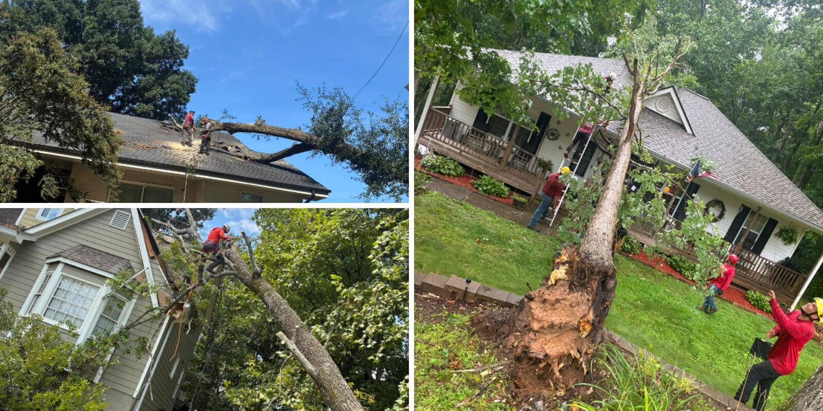 Fallen tree blocking a residential driveway after a storm.