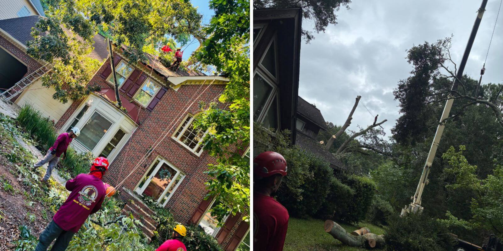 Broken branch hanging above a walkway after strong winds.