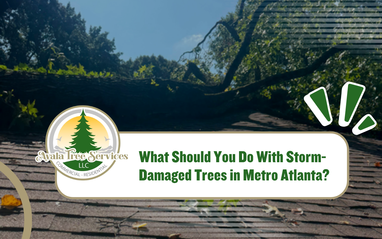 Storm-damaged trees uprooted by heavy rain and strong winds in Metro Atlanta, Georgia.